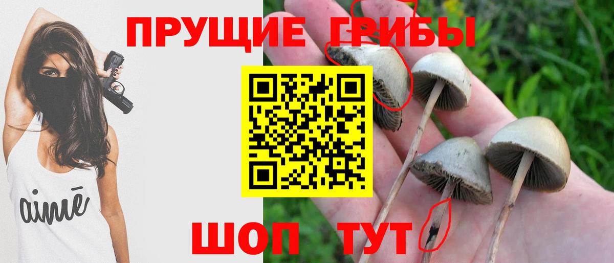 Псилоцибиновые грибы Psilocybe Домодедово